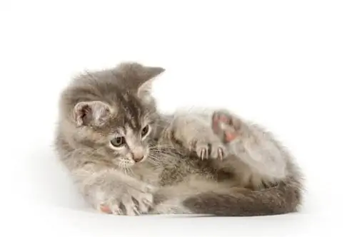 Кошка нюхает свой анус на белом фоне. Кошка нюхает свой анус на белом фоне.