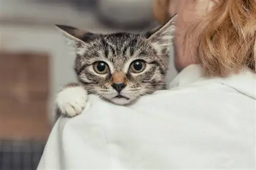 Бывает ли у кошек менопауза?