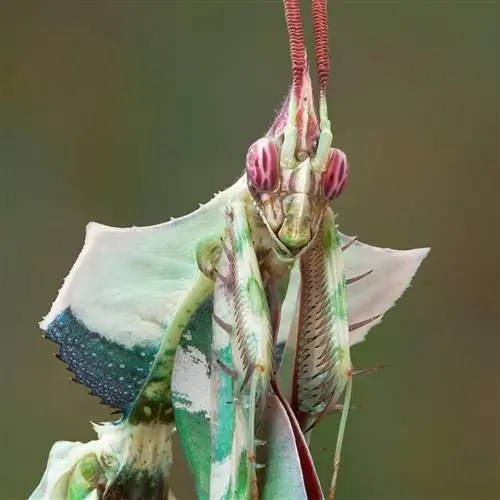 Самец Idolomantis diabolica Самец Idolomantis diabolica
