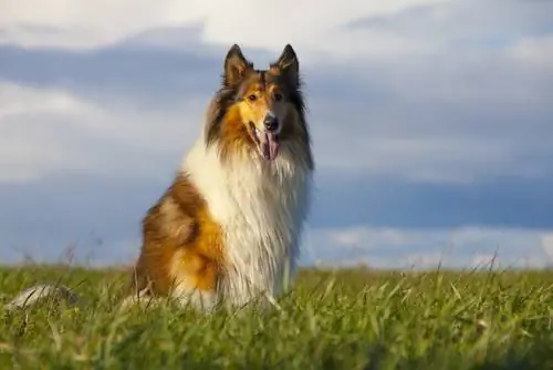 шотландский колли шотландский колли