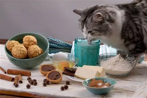 Полезен ли овес для кошек?