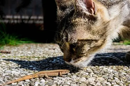 Кошка пахнет дикой рептилией. Кошка пахнет дикой рептилией.