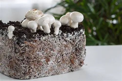 Морфология грибов. Морфология грибов.