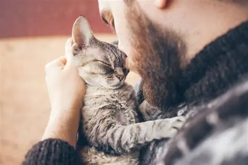 любящий кот со своим хозяином любящий кот со своим хозяином