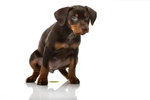 Цистит у собак - частое явление.