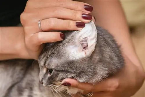 Как избежать клещей у кошек?
