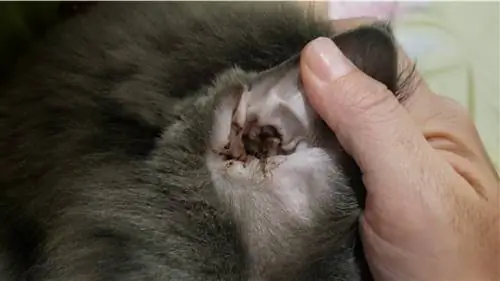 Кошка с клещами в одном ухе.