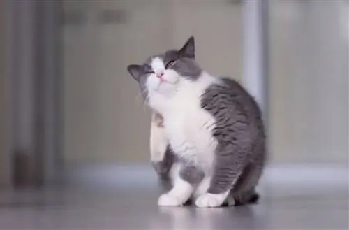 Как избежать клещей у кошек?