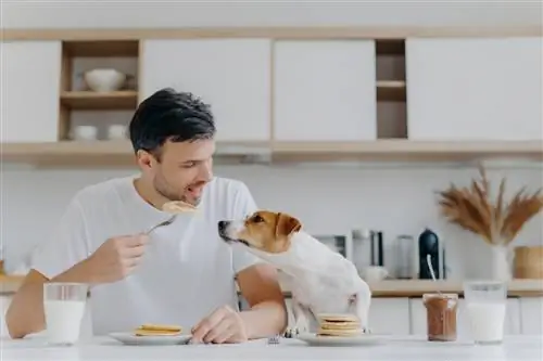 Почему моя собака не ест, если я не с ним?