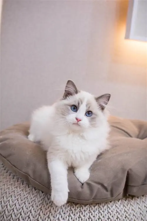 Кошка рэгдолл. Кошка рэгдолл.