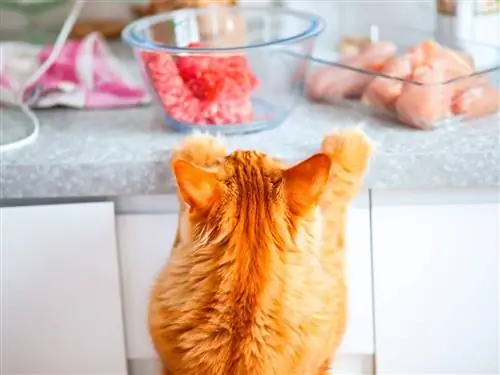 Кот, который хочет есть сырое мясо. Кот, который хочет есть сырое мясо.
