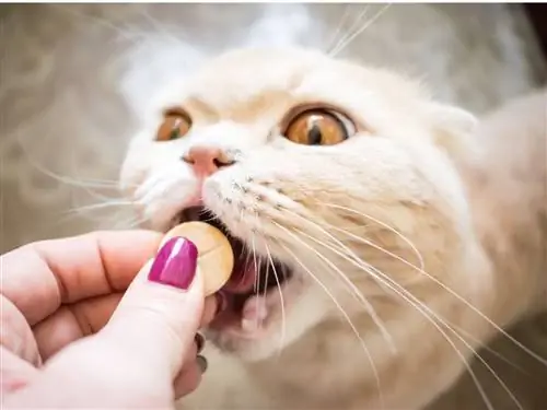 Кошка принимает пищевую добавку. Кошка принимает пищевую добавку.