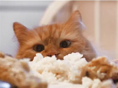 Можно ли кошке есть рис? Можно ли кошке есть рис?
