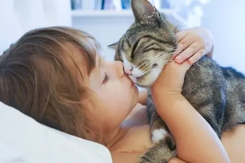кошка трется головой 3