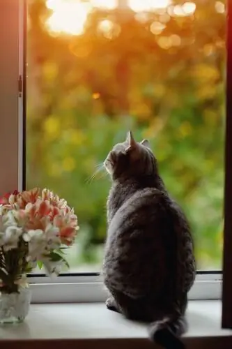 Кошки: мифы и легенды