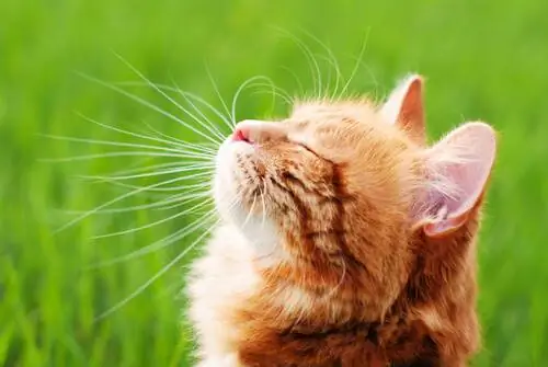 самодельные репелленты для кошек самодельные репелленты для кошек