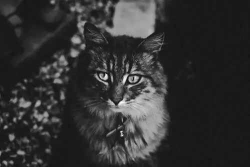 кот ночного видения кот ночного видения