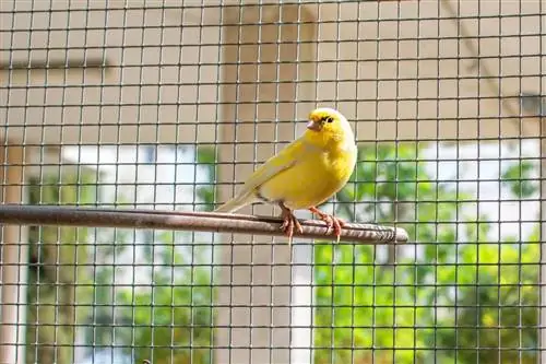 Образец вида Serinus canaria domestica. Образец вида Serinus canaria domestica.