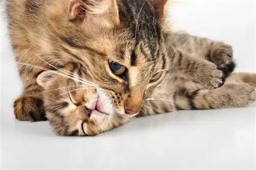 Почему кошки берут котят?