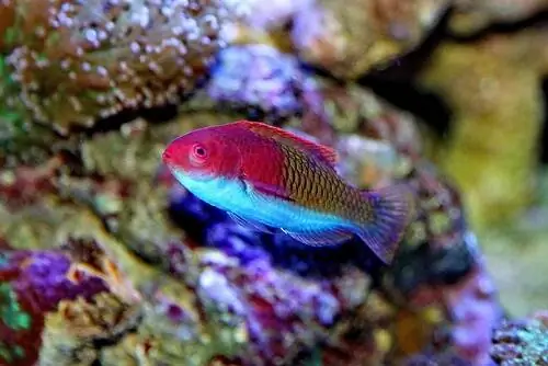 морские губаны морские губаны