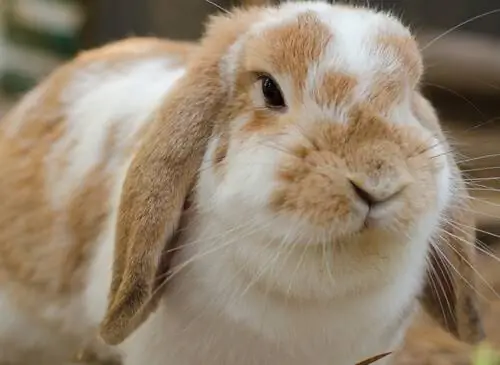 Все о кроликах Holland Lop Все о кроликах Holland Lop