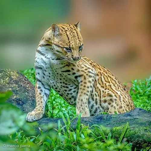 Автор: Марко Парра