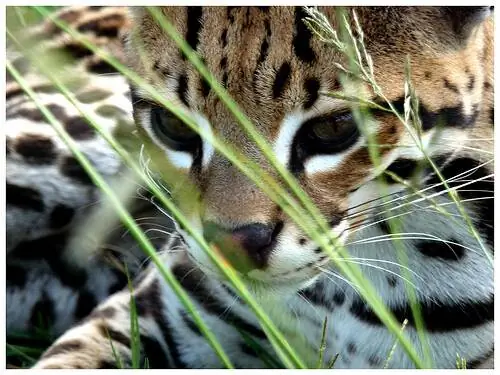 Автор: Джастин Пиблз