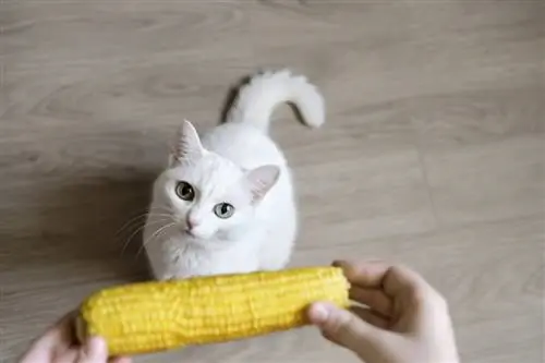 Можно ли кошкам есть кукурузу?
