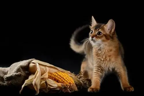 Кот на черном фоне берет кукурузу.