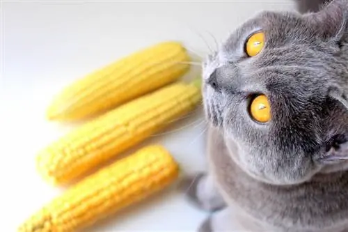 Кот смотрит на початки кукурузы.