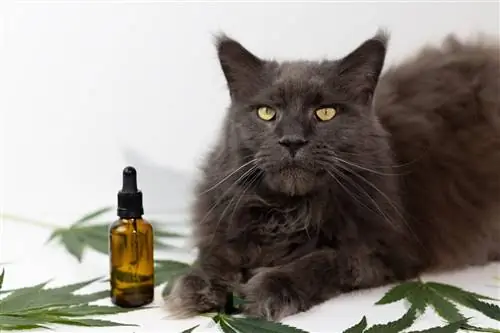 Кошка, принимающая КБД. Кошка, принимающая КБД.