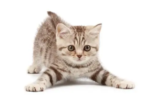 кот