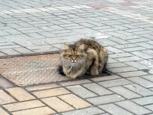 Брошенный кот больше года ждет своего хозяина