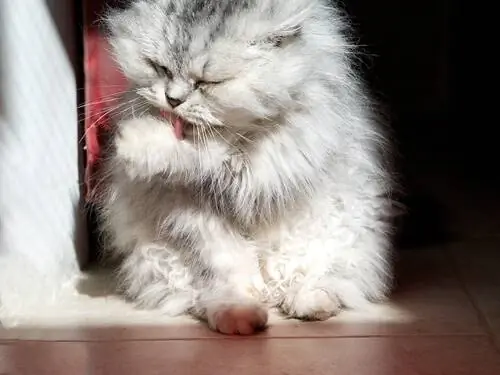 стрижка кошек