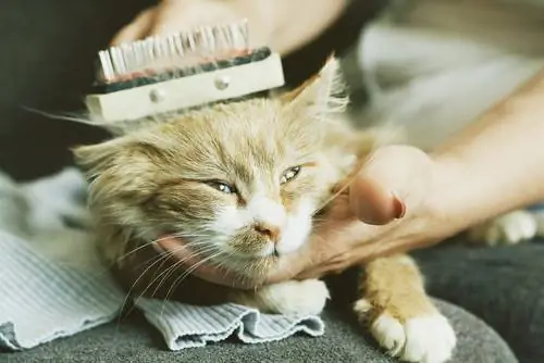 глаза твоего кота 3 глаза твоего кота 3