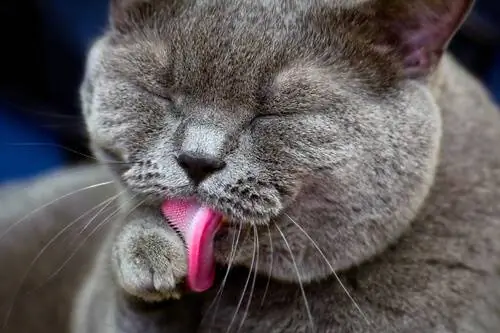 кошка лижет
