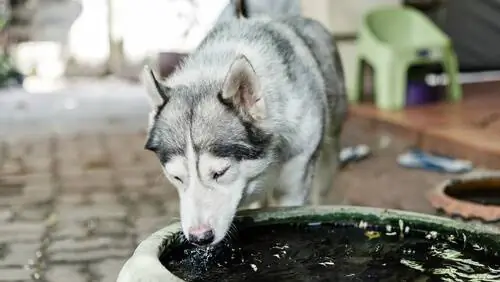 собаки пьют воду собаки пьют воду