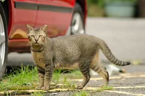 кошка на улице кошка на улице