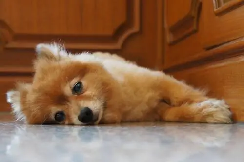 Успокоить плач щенка ночью