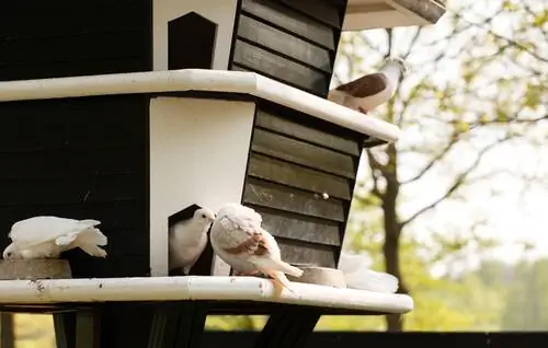 Голуби как домашние питомцы