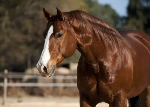 Quarter Horse, отличный бегун