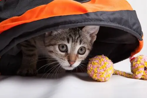кошка играет с мячиком кошка играет с мячиком