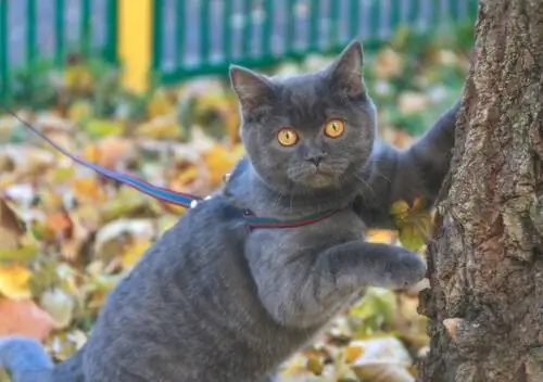кот гуляет на поводке кот гуляет на поводке