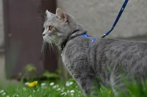 выгуливать кошку