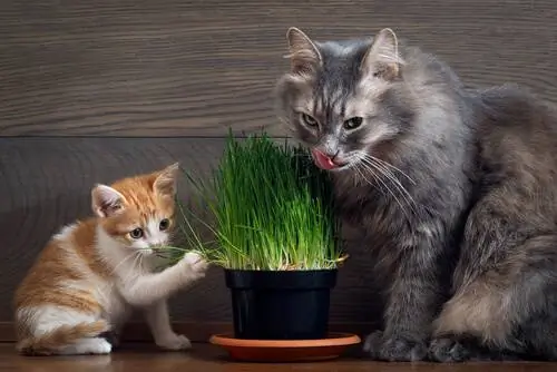 Как кошачья мята?