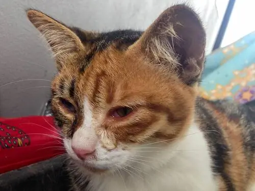 Кошка может болеть кошачьим увеитом: лечение Кошка может болеть кошачьим увеитом: лечение