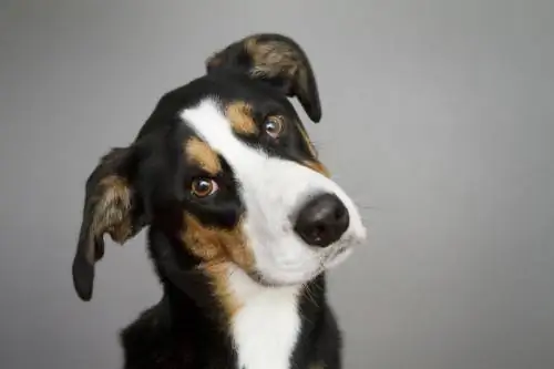 собачий отит собачий отит