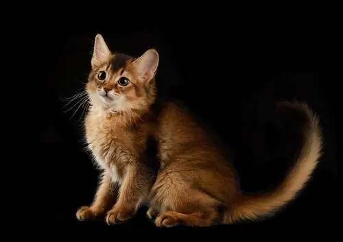 Сомалийская кошка: характер