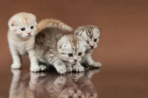 шотландские вислоухие кошки шотландские вислоухие кошки