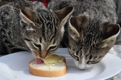 кошки едят кошки едят